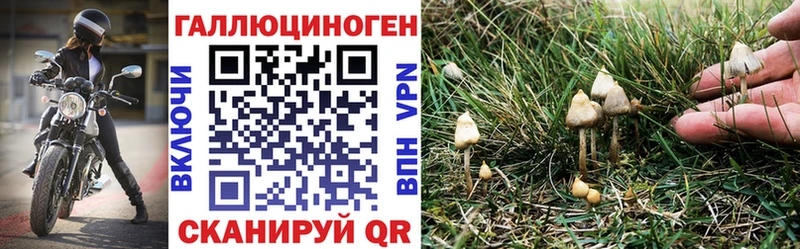 Псилоцибиновые грибы Psilocybine cubensis  kraken зеркало  Тара 